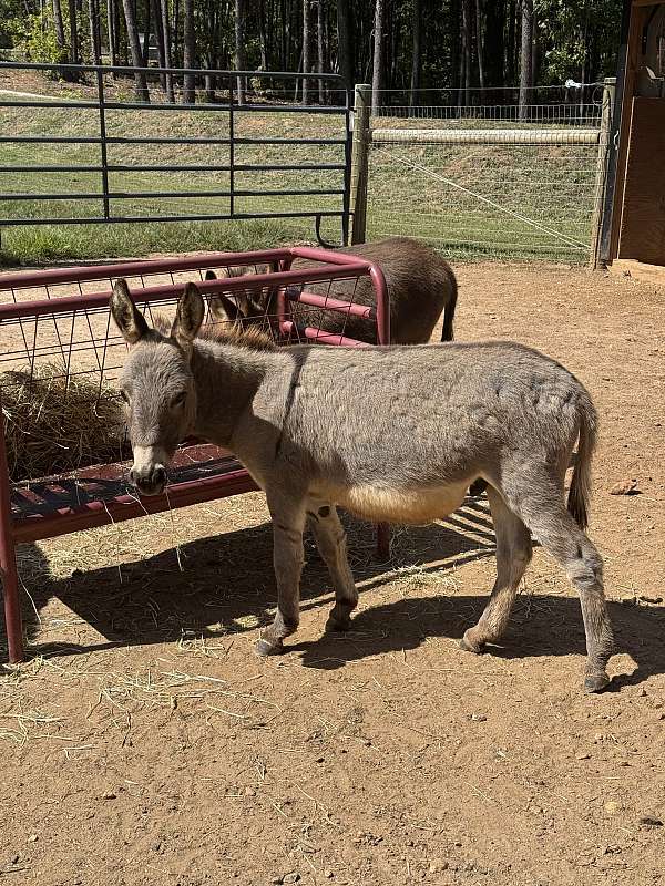 donkey-stallion