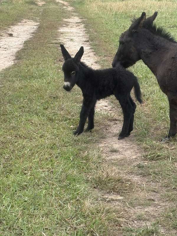 donkey-stallion