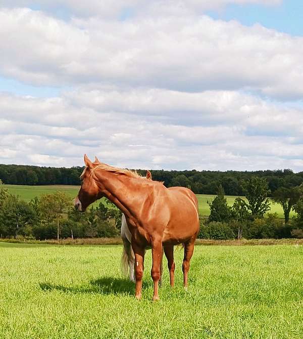 14-hand-quarter-horse-gelding