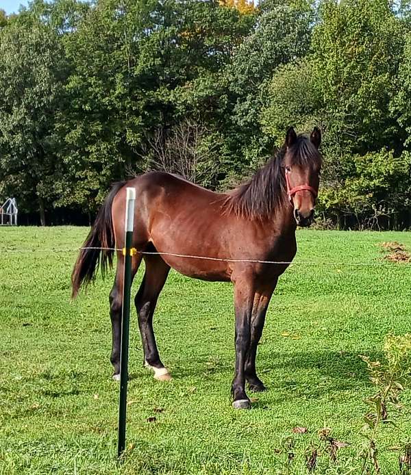 black-mustang-paint-filly