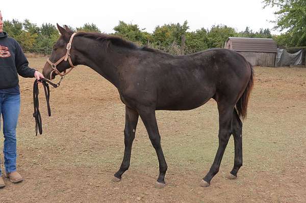 all-around-thoroughbred-horse