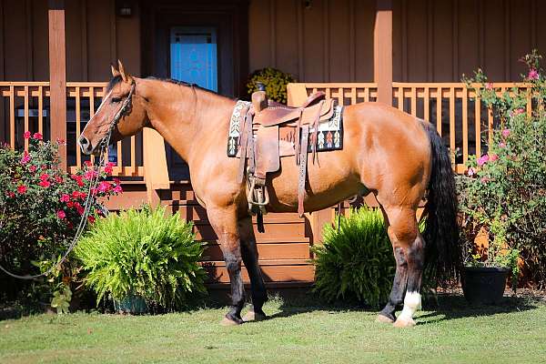 all-around-percheron-horse
