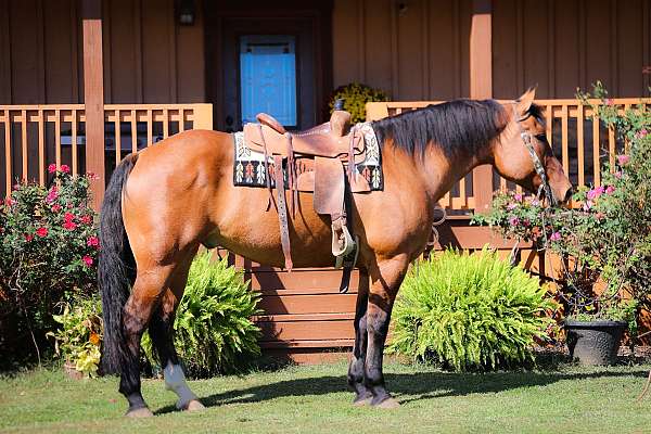 athletic-percheron-horse