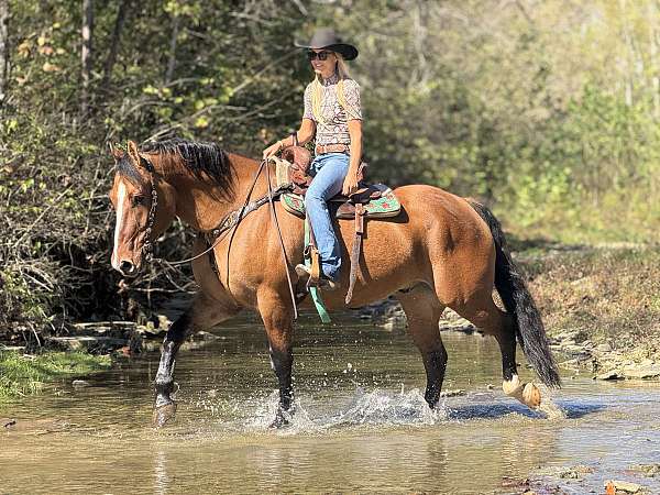 beginner-percheron-horse