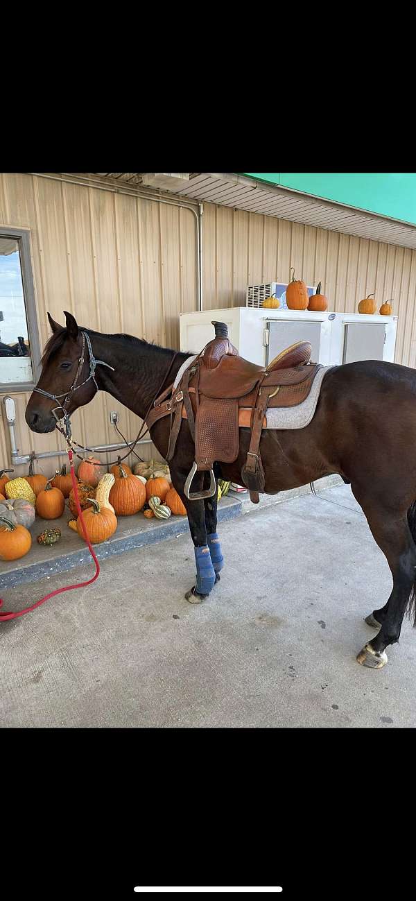 bay-left-rear-ermine-spots-horse