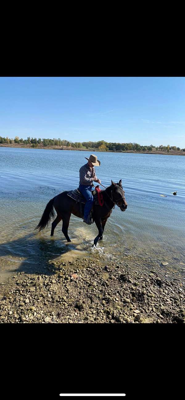 all-around-quarter-horse