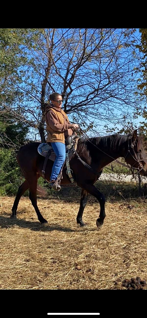 ranch-work-quarter-horse