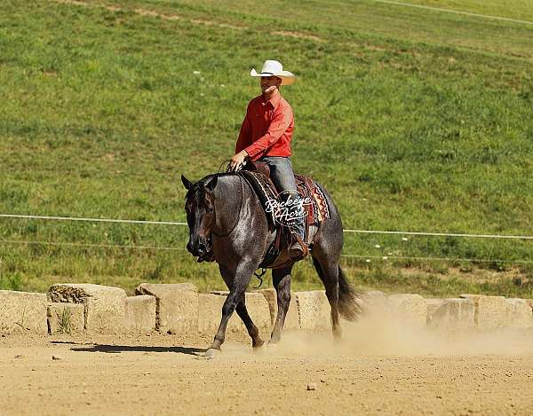 blue-roan-therapy-horse