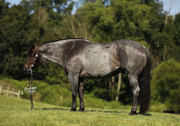all-around-quarter-horse