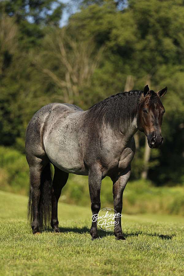 beginner-quarter-horse