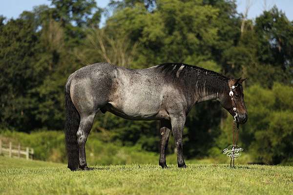 athletic-quarter-horse