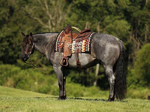 companion-quarter-horse