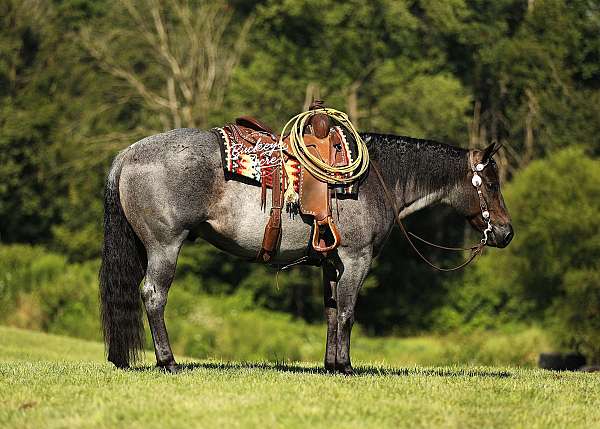 finished-quarter-horse