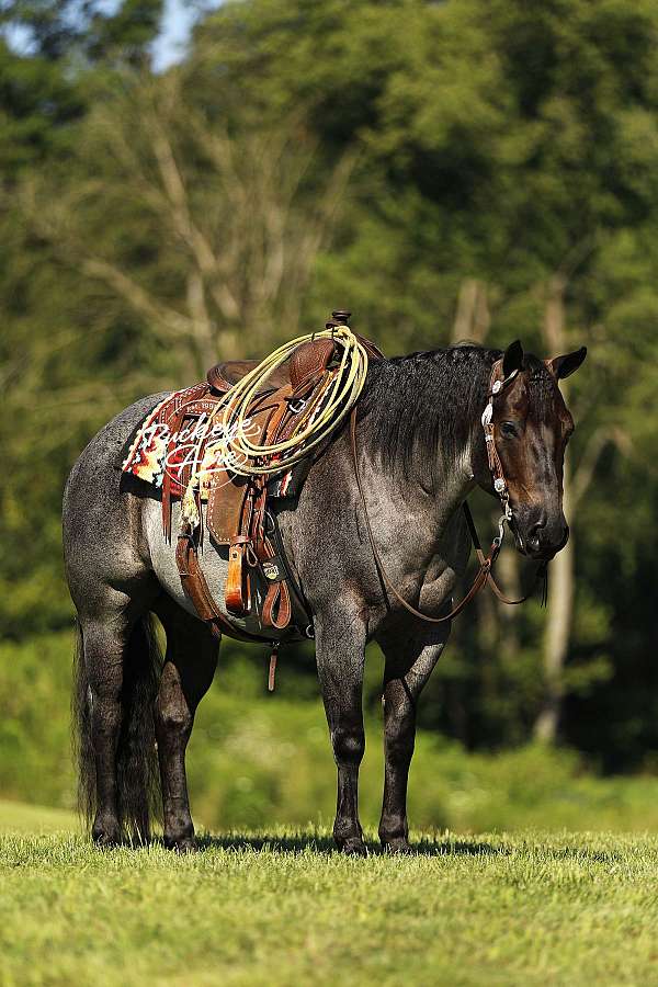 flashy-quarter-horse