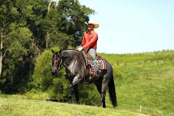 husband-safe-quarter-horse