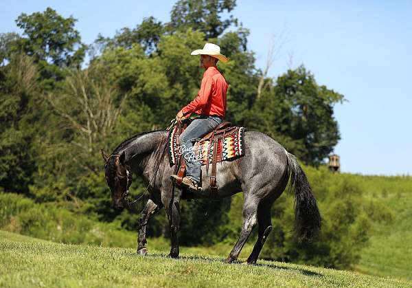 jumping-quarter-horse