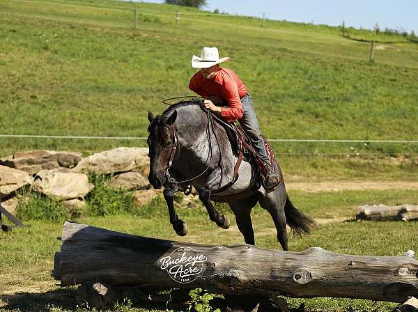 kid-safe-quarter-horse