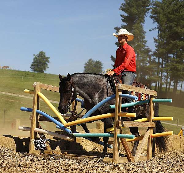 mounted-patrol-quarter-horse