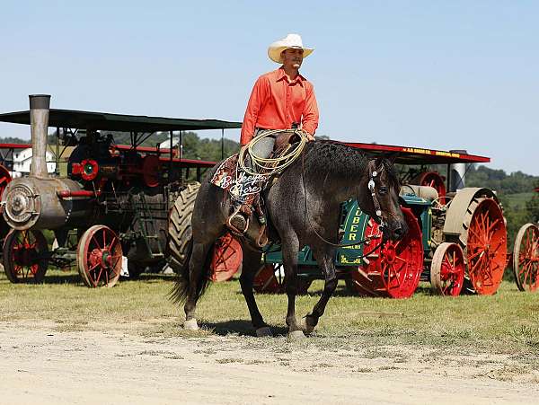 parade-quarter-horse