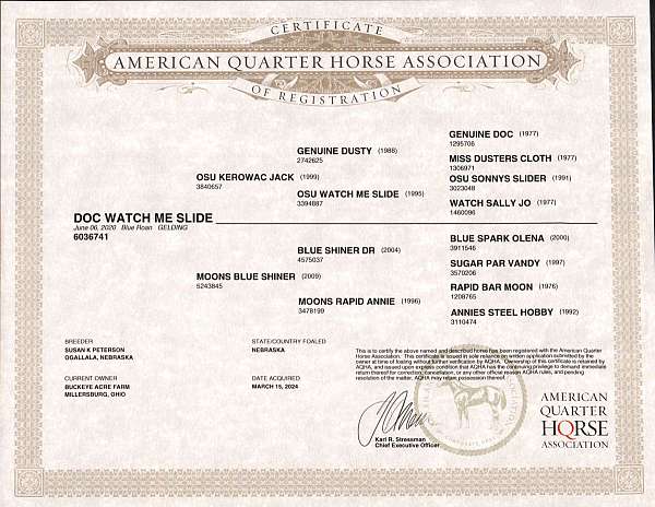 ridden-english-quarter-horse