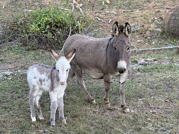 tobiano-all-around-donkey