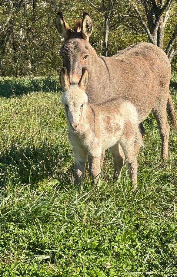 tobiano-beginner-donkey