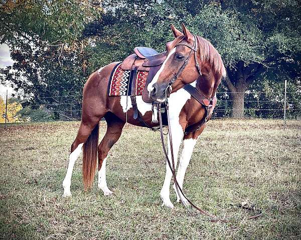 sorrel-tobiano-beginner-parade-horse