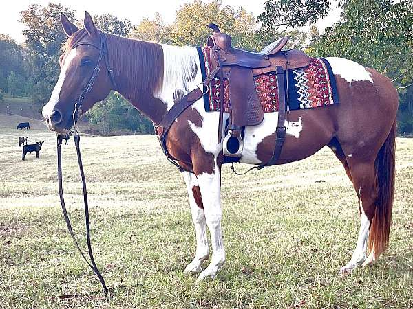 beginner-parade-horse