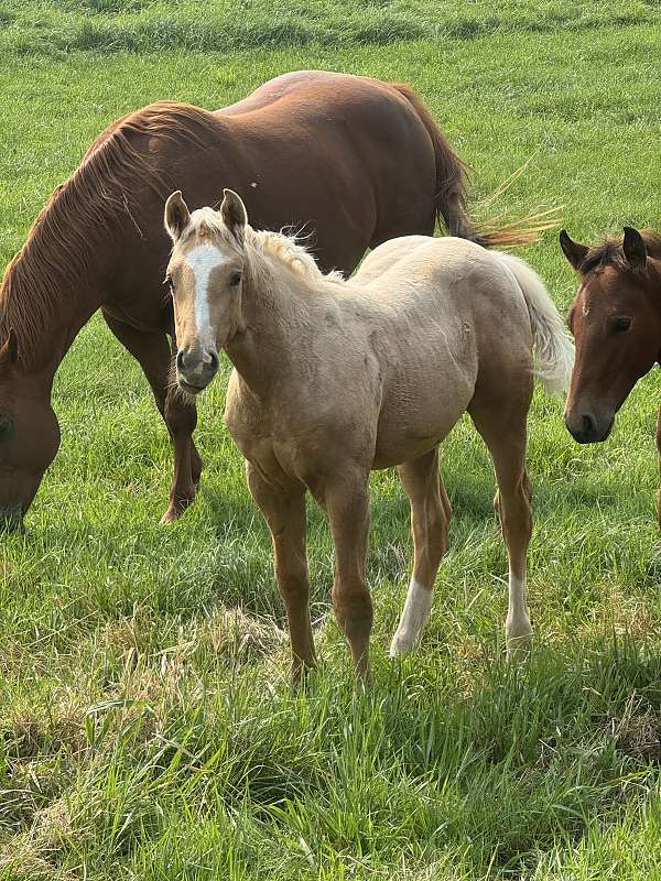 athletic-quarter-horse