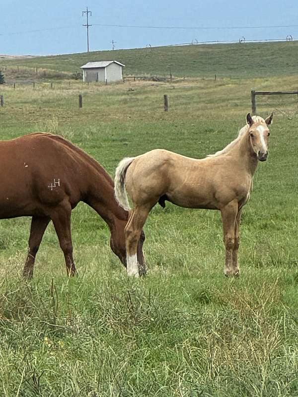 barrel-quarter-horse