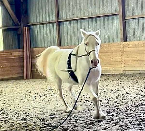 pony-for-sale