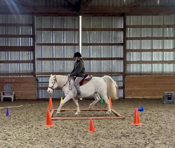 pony-mare