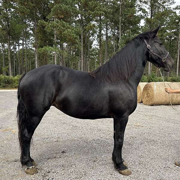 fox-percheron-horse