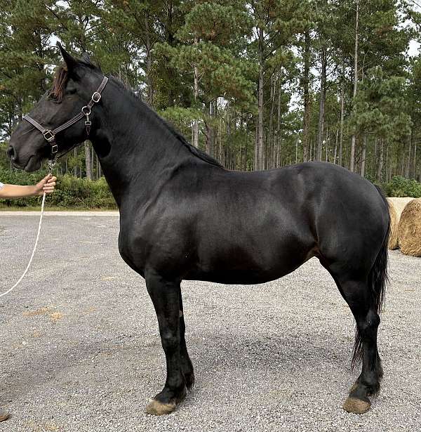 great-minded-percheron-horse
