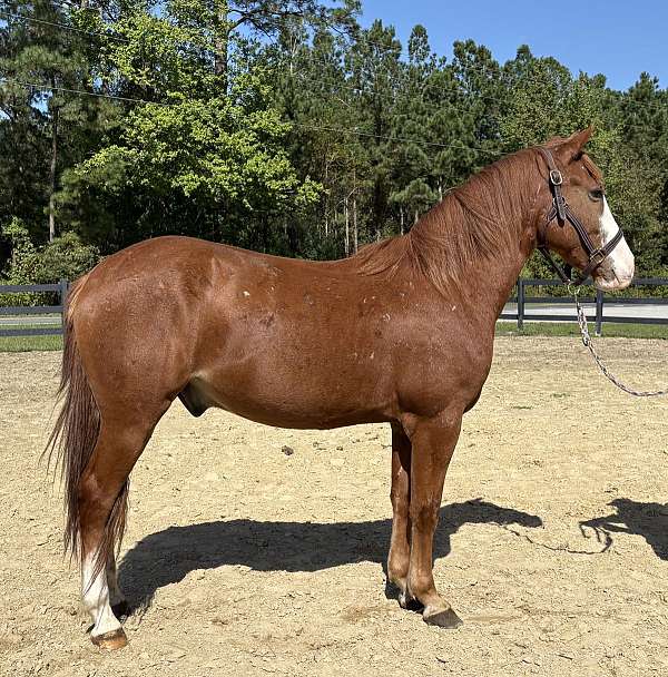 sorrel-pony-quarter-pony-for-sale