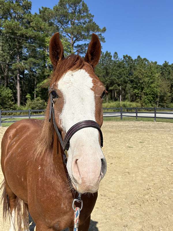 sorrel-gelding-for-sale