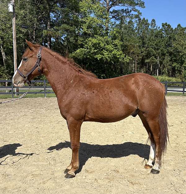 sorrel-quarter-horse-gelding
