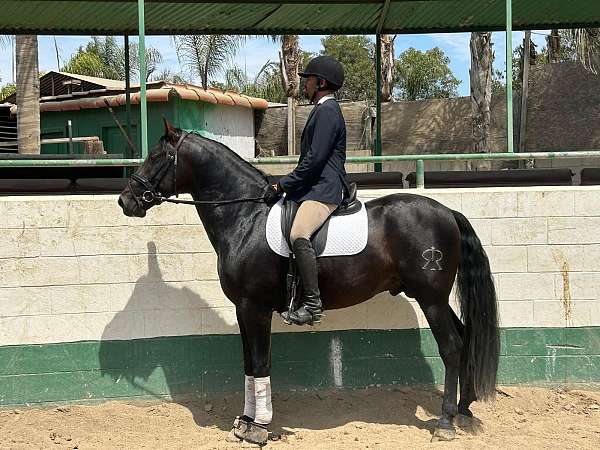 anccce-andalusian-horse