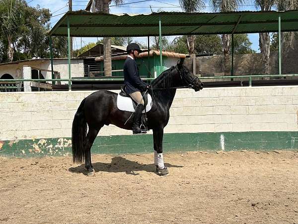 anccce-horse