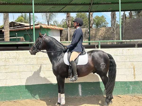 anccce-stallion