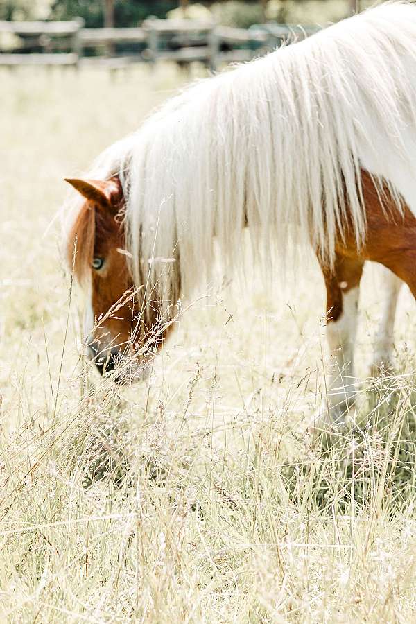 blue-eyes-pony