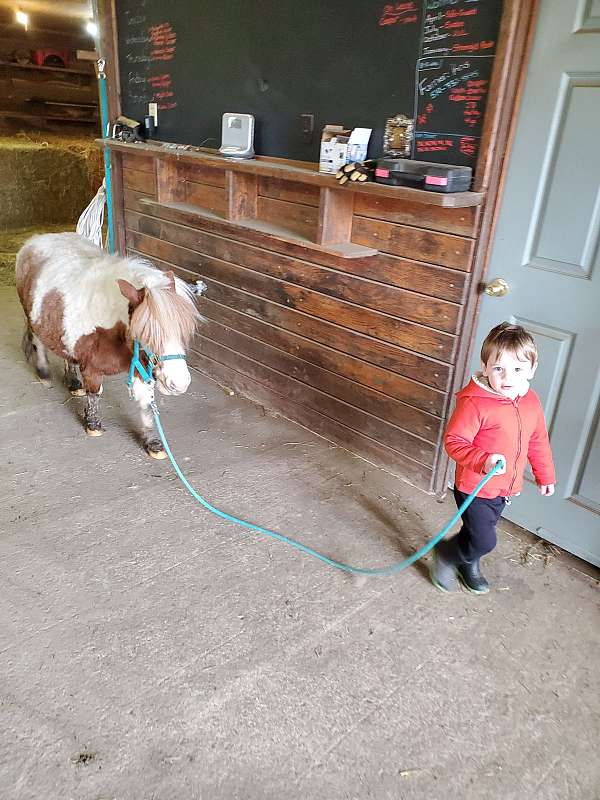 beginner-miniature-pony