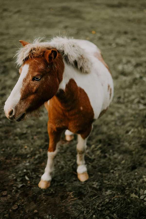 blue-eyed-miniature-pony