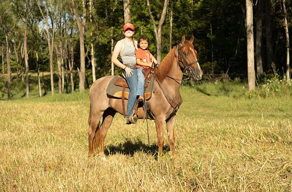 ranch-versat-tennessee-walking-horse