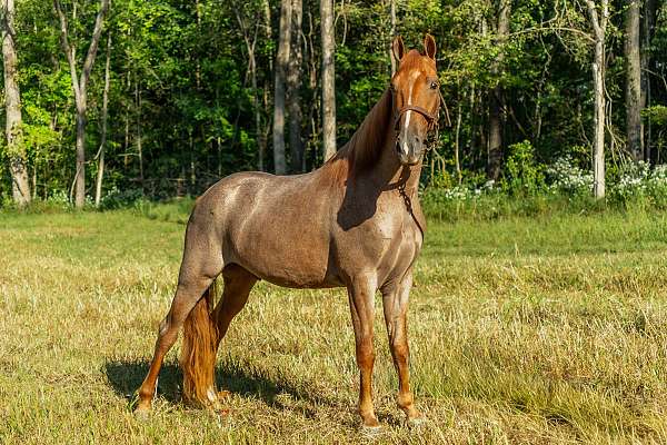 trail-horse-tennessee-walking