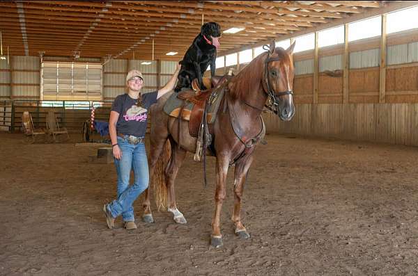family-horse-tennessee-walking