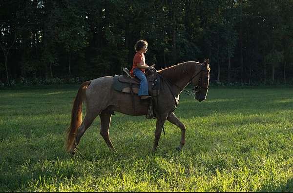 twhbea-tennessee-walking-horse