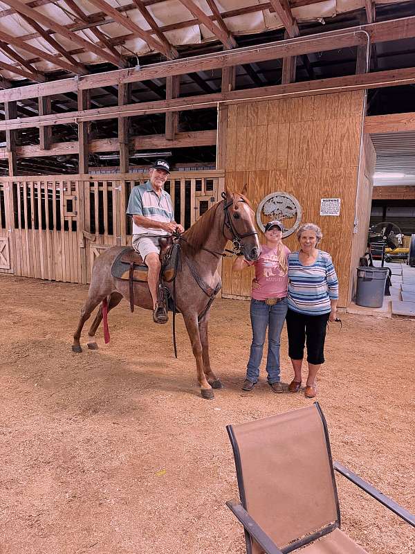 gaited-horse-tennessee-walking