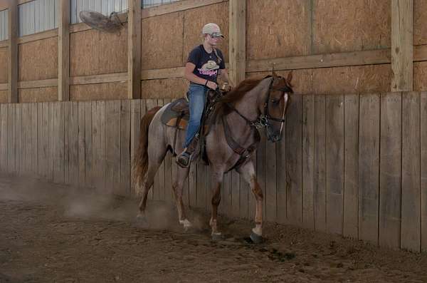 gentle-horse-tennessee-walking