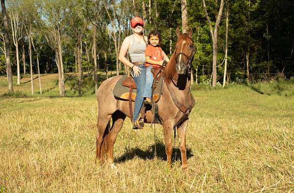 my-horse-connection-tennessee-walking